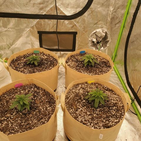 BC growlog timeline photo