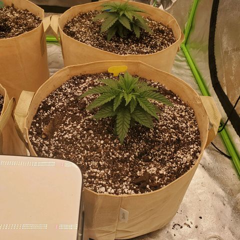 BC growlog timeline photo