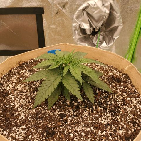 BC growlog timeline photo
