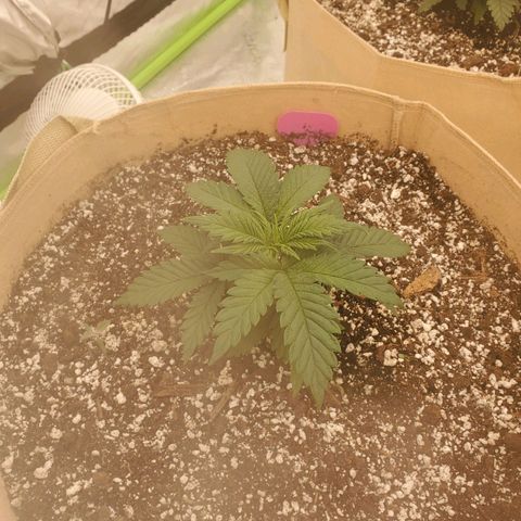 BC growlog timeline photo