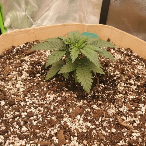BC growlog timeline photo
