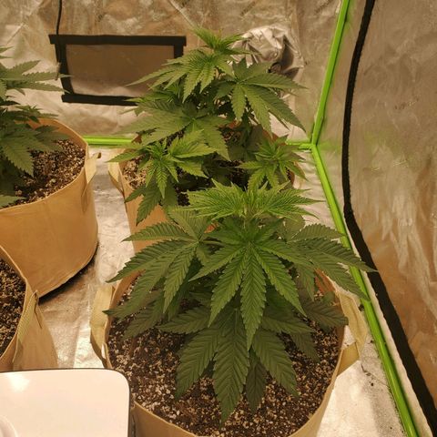 BC growlog timeline photo