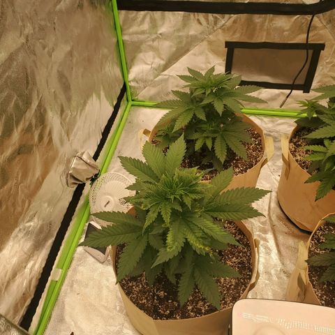 BC growlog timeline photo