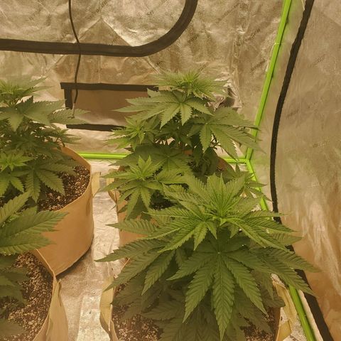 BC growlog timeline photo