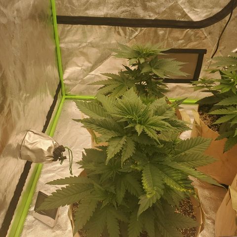 BC growlog timeline photo