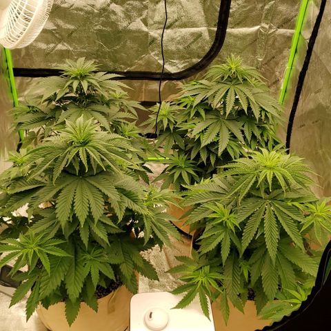 BC growlog timeline photo