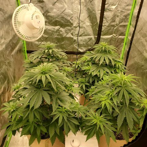 BC growlog timeline photo