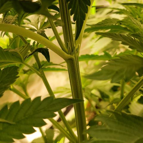 BC growlog timeline photo