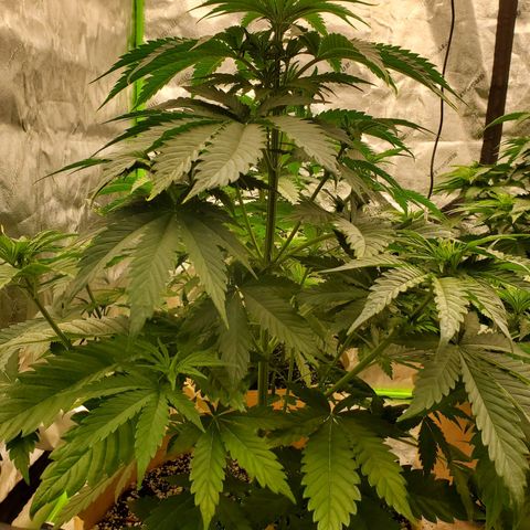 BC growlog timeline photo