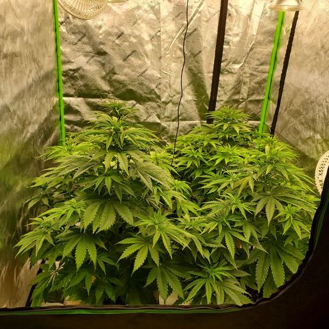 BC growlog timeline photo