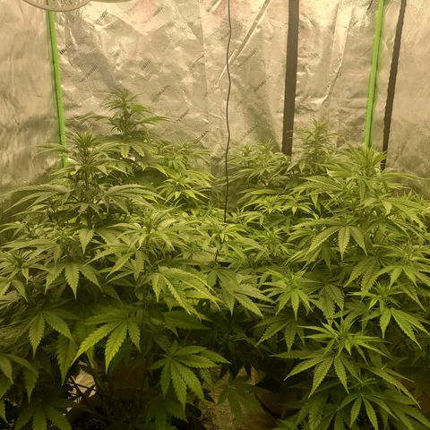 BC growlog timeline photo