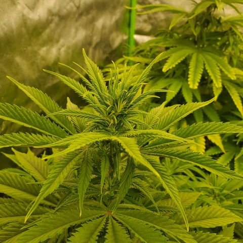 BC growlog timeline photo