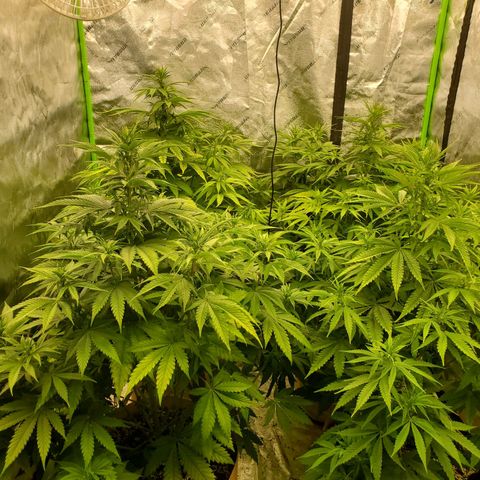 BC growlog timeline photo