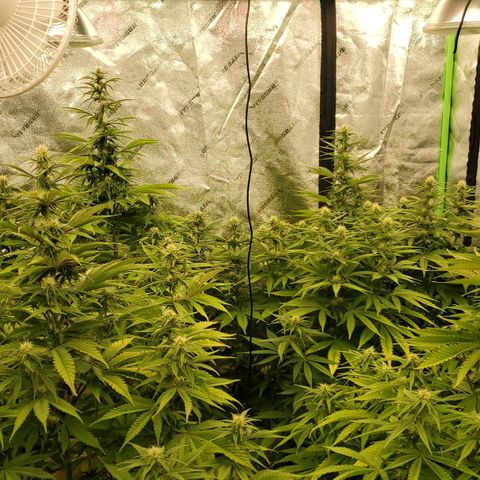 BC growlog timeline photo