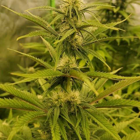 BC growlog timeline photo