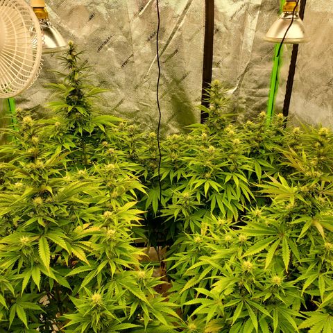 BC growlog timeline photo