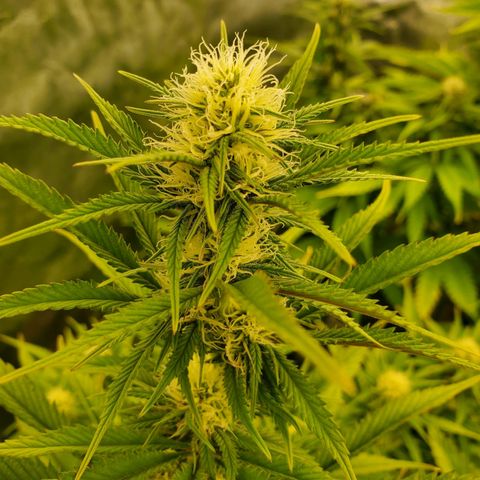BC growlog timeline photo