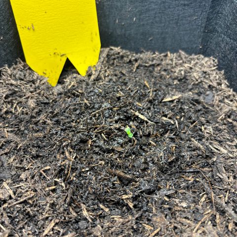 White Widow Automatic growlog timeline photo