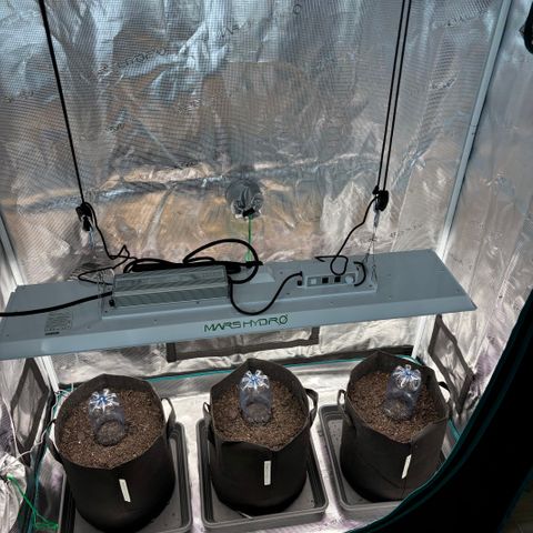 White Widow Automatic growlog timeline photo