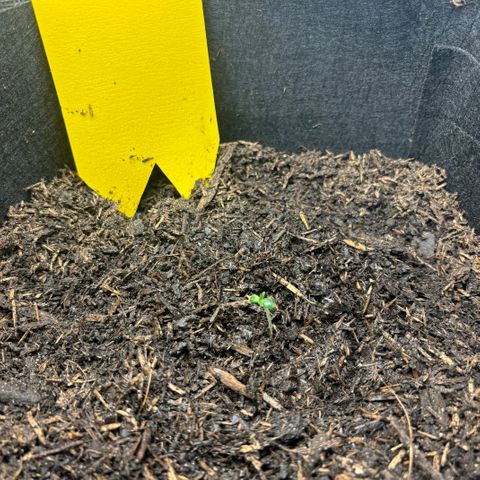 White Widow Automatic growlog timeline photo