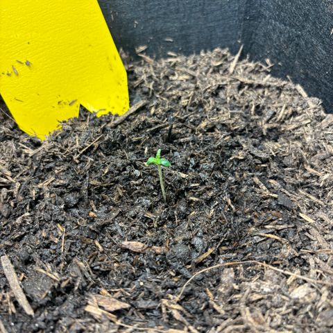 White Widow Automatic growlog timeline photo