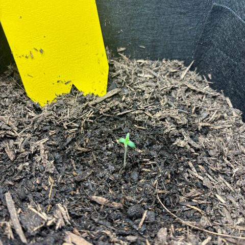 White Widow Automatic growlog timeline photo
