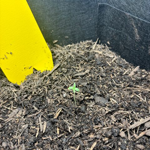 White Widow Automatic growlog timeline photo
