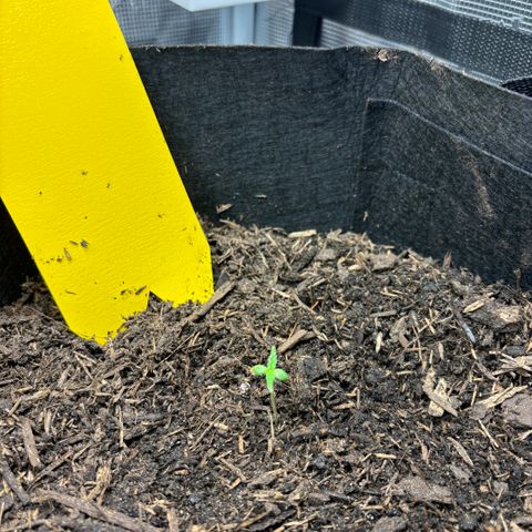 White Widow Automatic growlog timeline photo
