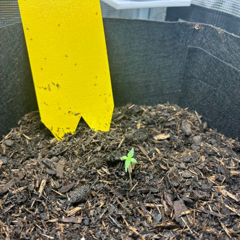 White Widow Automatic growlog timeline photo