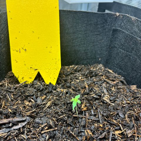 White Widow Automatic growlog timeline photo