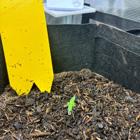 White Widow Automatic growlog timeline photo