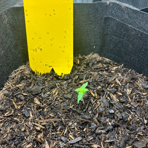 White Widow Automatic growlog timeline photo