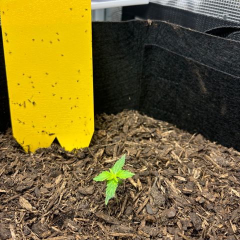 White Widow Automatic growlog timeline photo