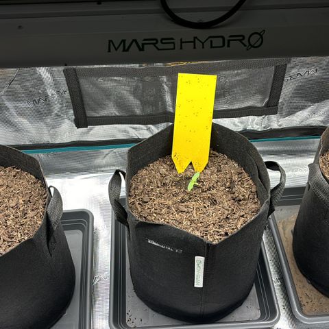 White Widow Automatic growlog photo: Die hohen Temperaturen machen mir grade ein wenig zu schaffen 