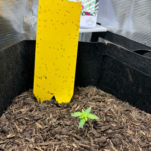 White Widow Automatic growlog timeline photo