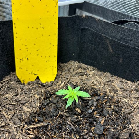 White Widow Automatic growlog timeline photo