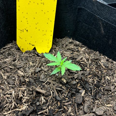 White Widow Automatic growlog timeline photo