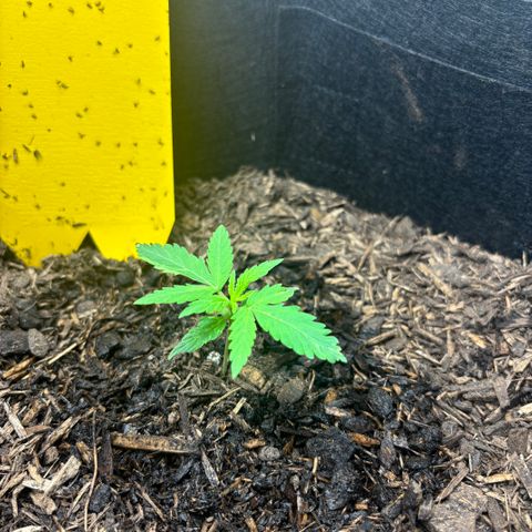 White Widow Automatic growlog timeline photo