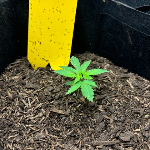 White Widow Automatic growlog timeline photo