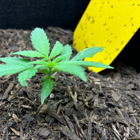 White Widow Automatic growlog timeline photo