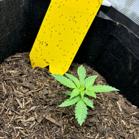 White Widow Automatic growlog timeline photo