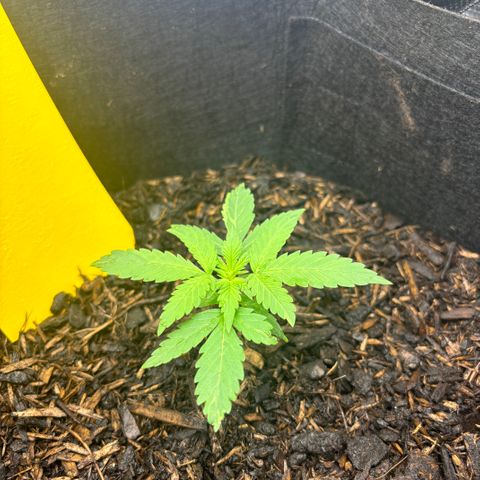 White Widow Automatic growlog timeline photo