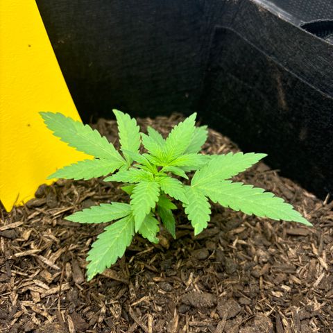 White Widow Automatic growlog timeline photo