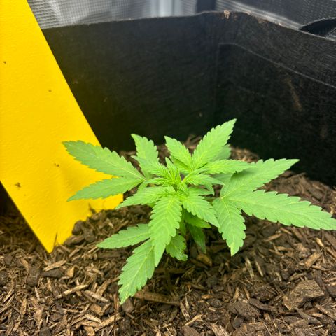 White Widow Automatic growlog timeline photo
