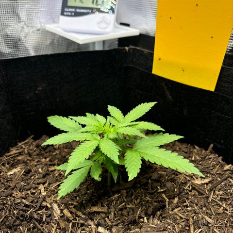 White Widow Automatic growlog timeline photo