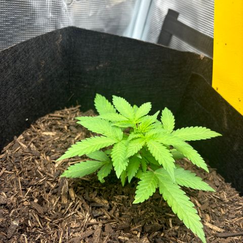 White Widow Automatic growlog photo: Topping
