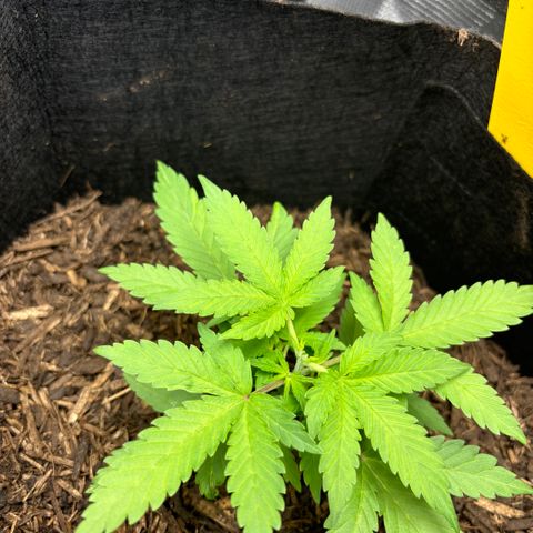 White Widow Automatic growlog photo: Topping