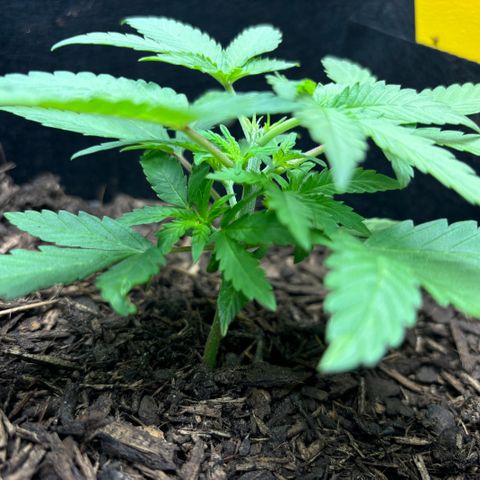 White Widow Automatic growlog photo: Topping