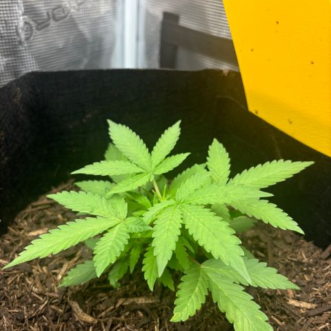 White Widow Automatic growlog timeline photo