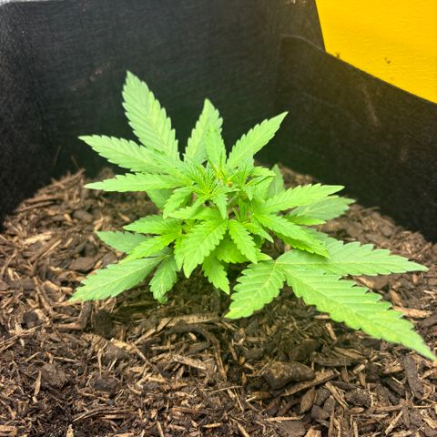 White Widow Automatic growlog timeline photo